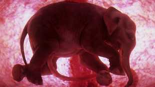 Animaux in utero
