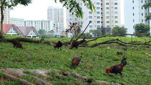 Singapour : La jungle urbaine