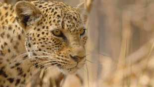 Le léopard le plus rare du monde