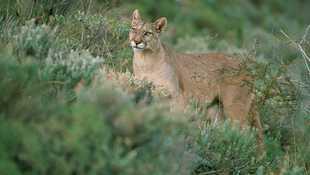 Puma, lion des Andes